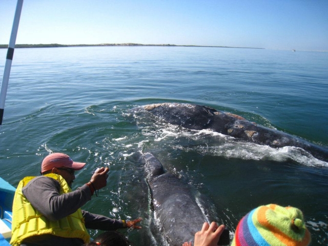 Ballenas grises en Baja